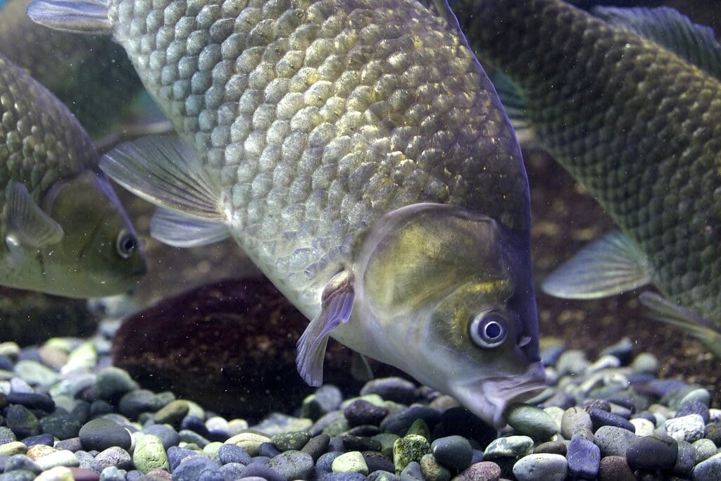滋賀県立琵琶湖博物館の写真5