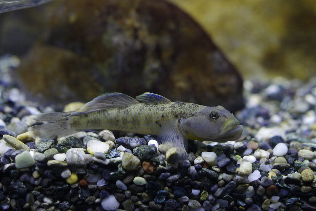 滋賀県立琵琶湖博物館の写真6