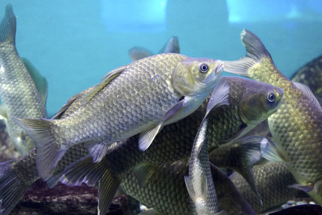 滋賀県立琵琶湖博物館の写真7