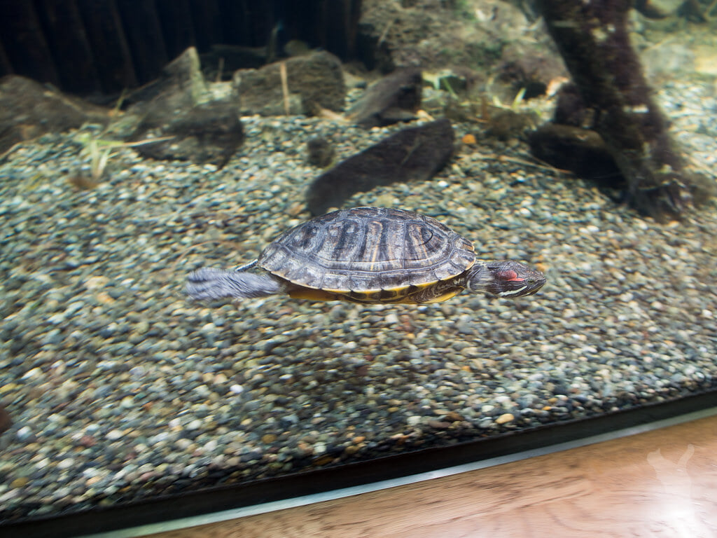 滋賀県立琵琶湖博物館の写真9