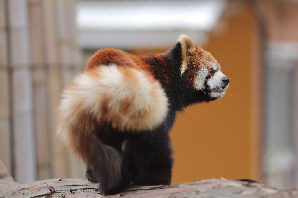 羽村市動物公園の写真2