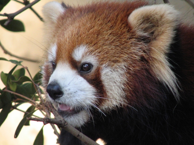 羽村市動物公園の写真9