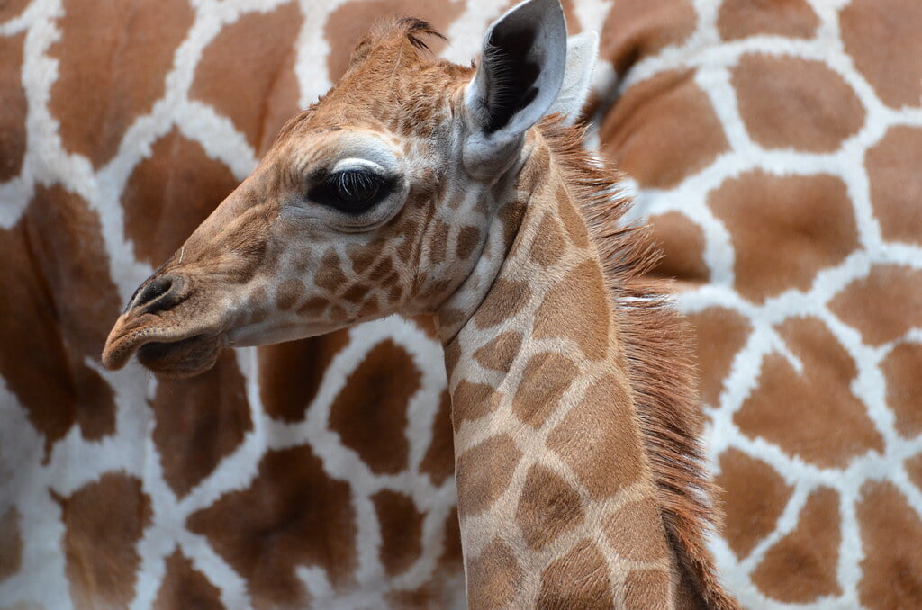 羽村市動物公園の写真10