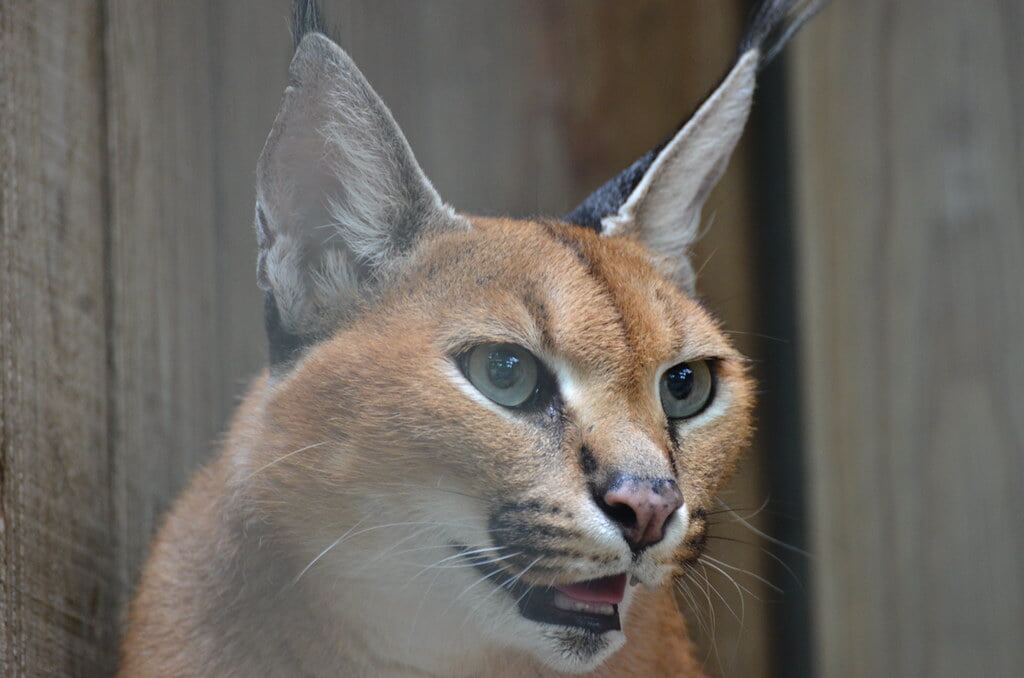 羽村市動物公園の写真11