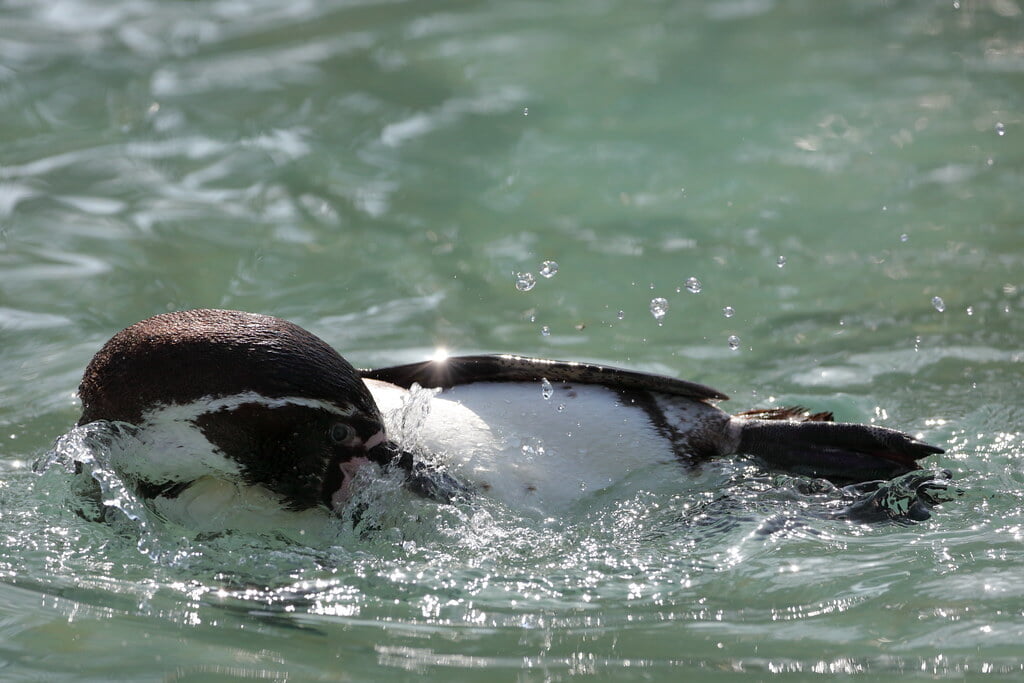 羽村市動物公園の写真12