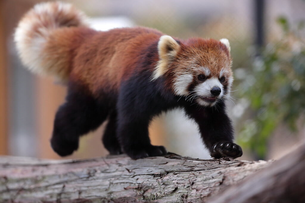羽村市動物公園の写真13