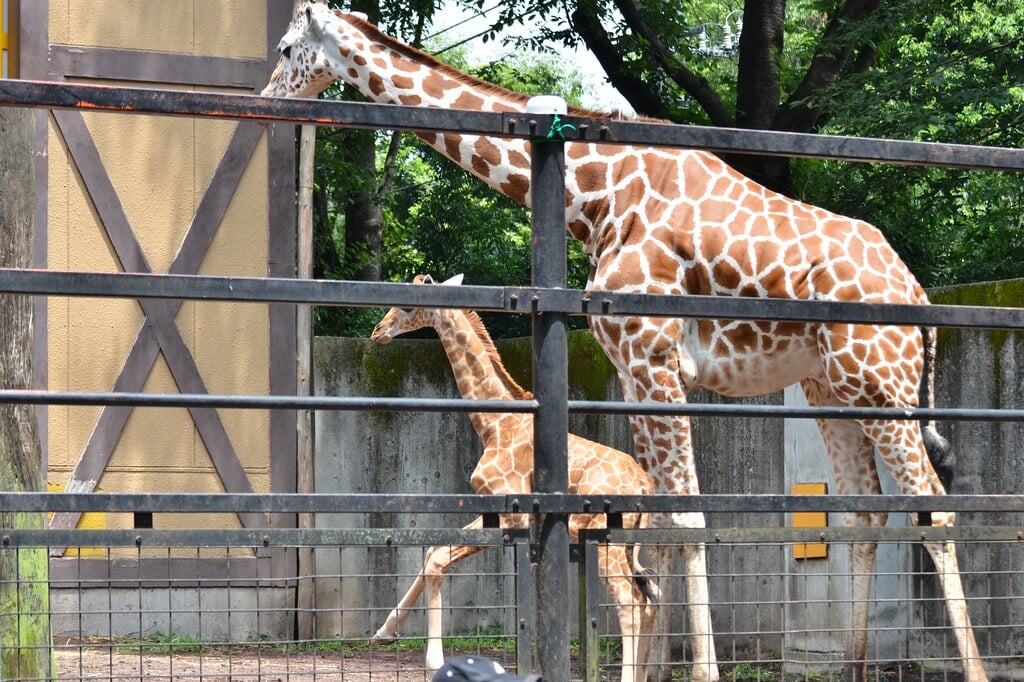 羽村市動物公園の写真14