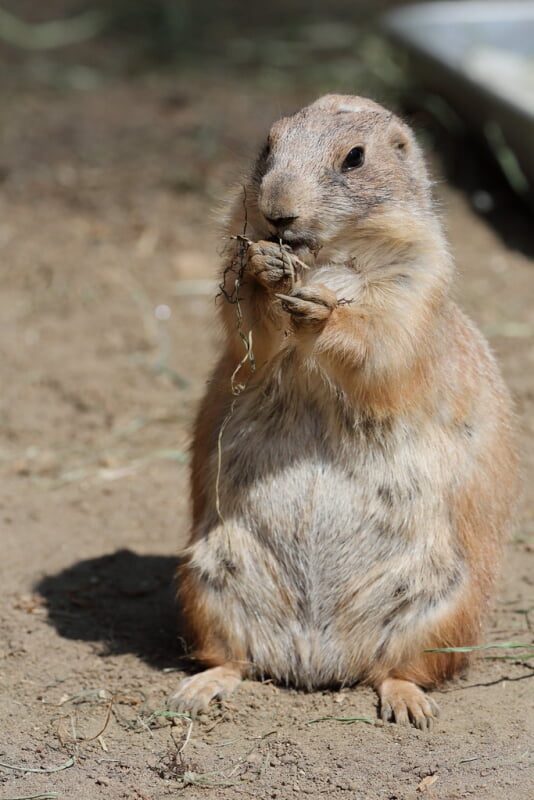 羽村市動物公園の写真16
