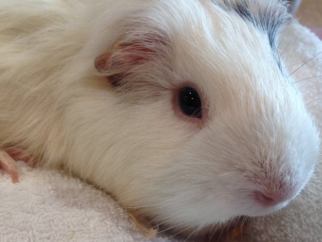 羽村市動物公園の写真17