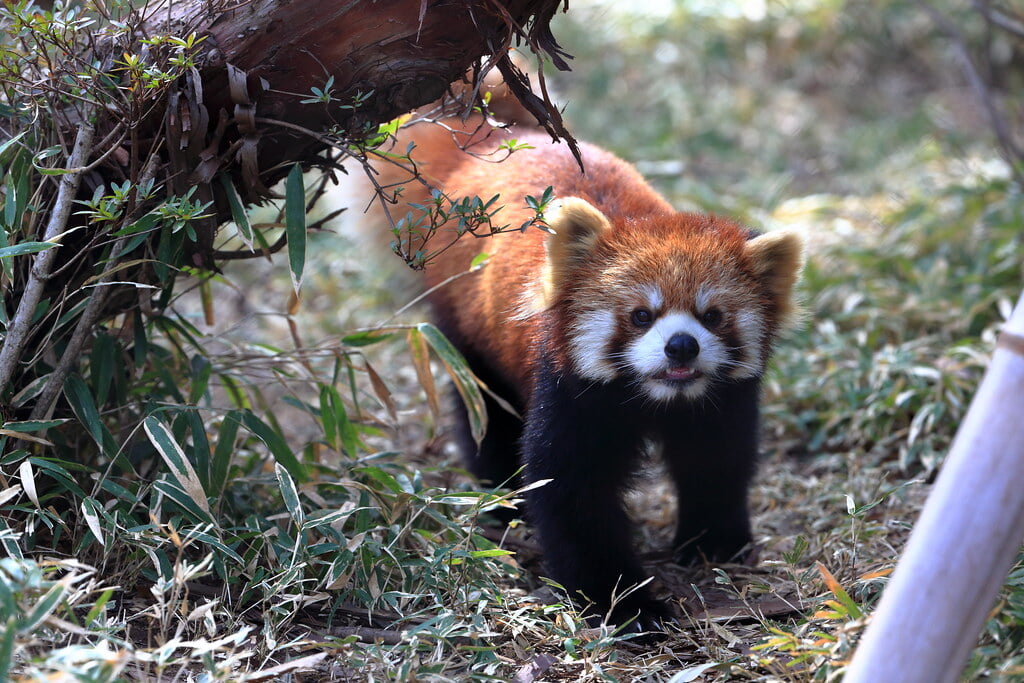 羽村市動物公園の写真19
