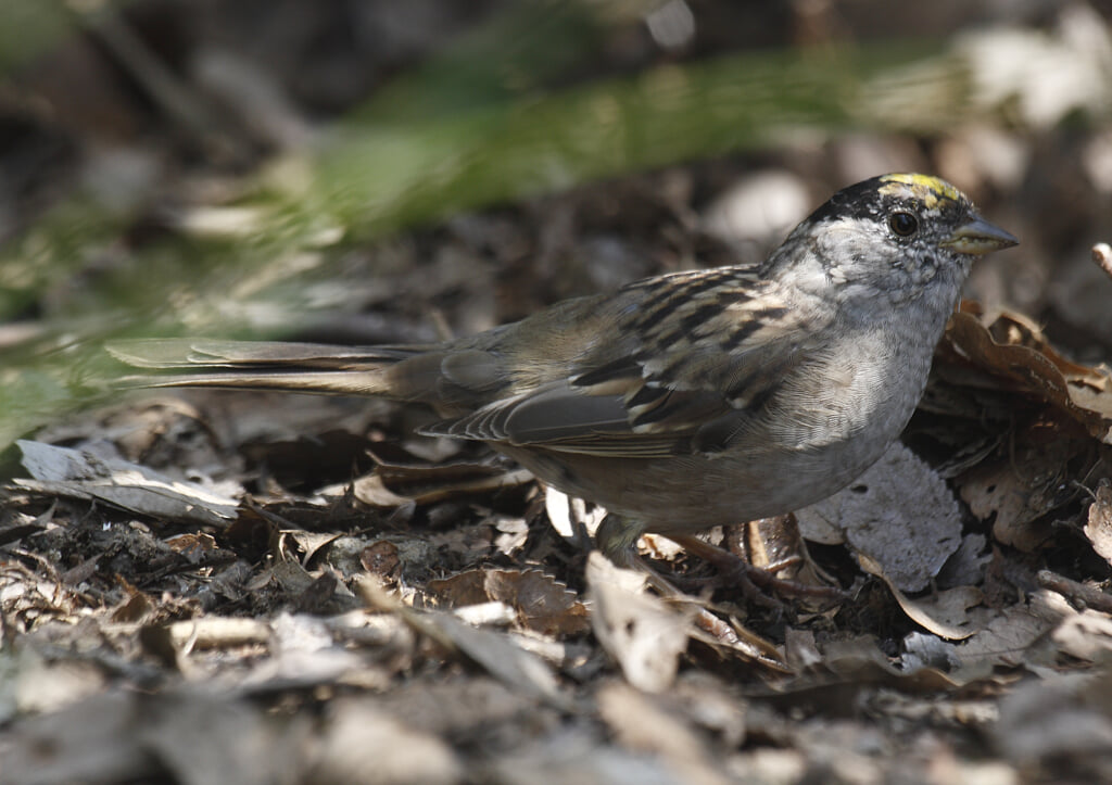 大泉緑地の写真6