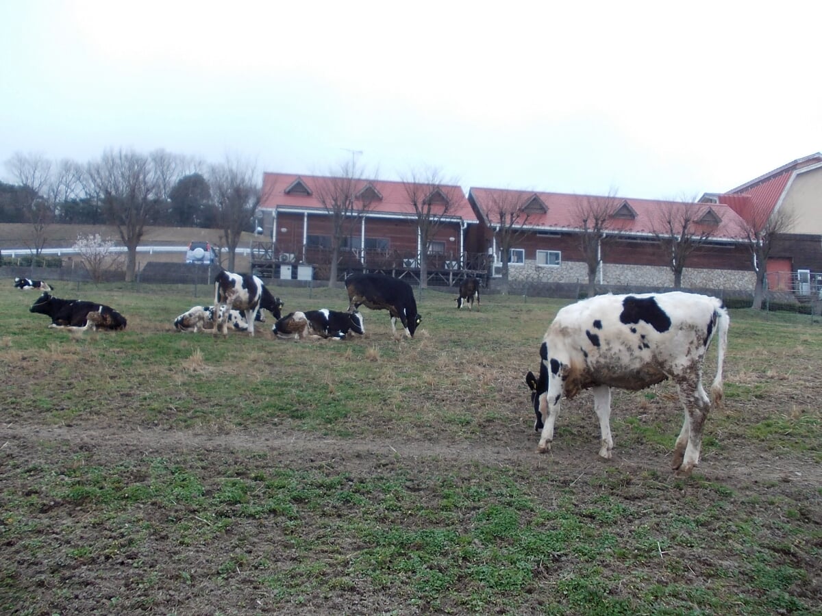 も～も～らんど油山牧場の写真1