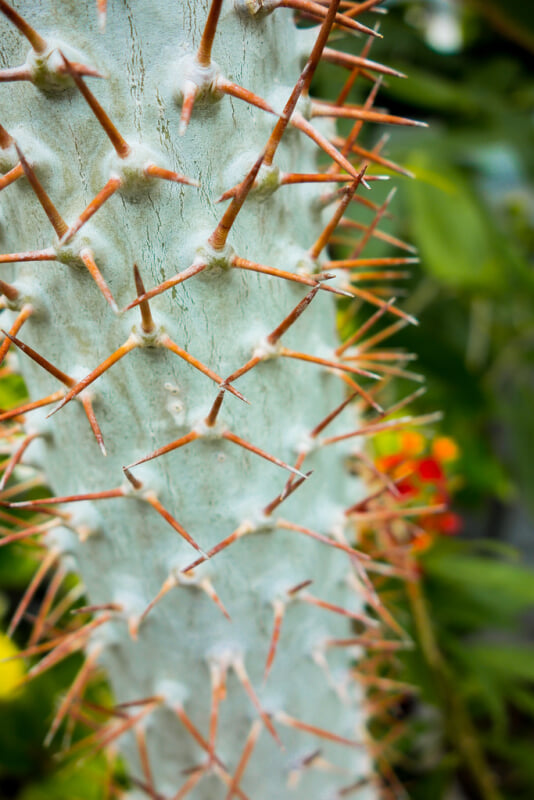 板橋区立熱帯環境植物館の写真3
