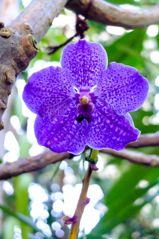 板橋区立熱帯環境植物館の写真4