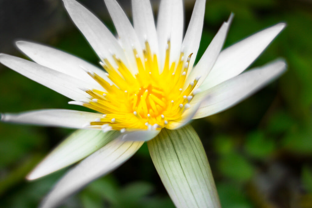 板橋区立熱帯環境植物館の写真5