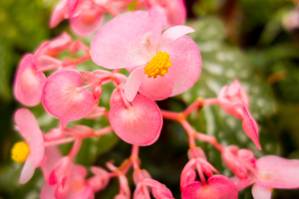 板橋区立熱帯環境植物館の写真7