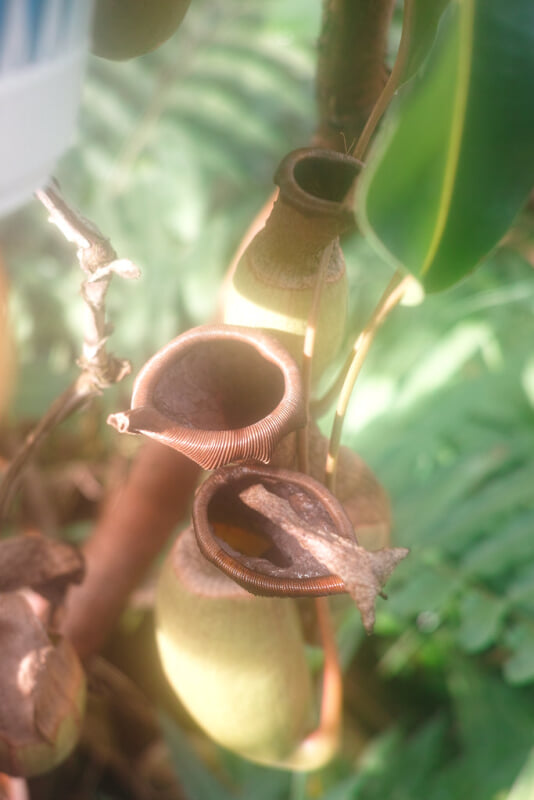 板橋区立熱帯環境植物館の写真9