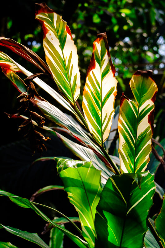 板橋区立熱帯環境植物館の写真10