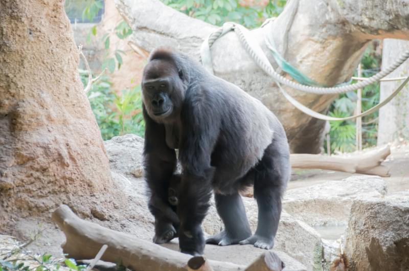 恩賜上野動物園の写真4