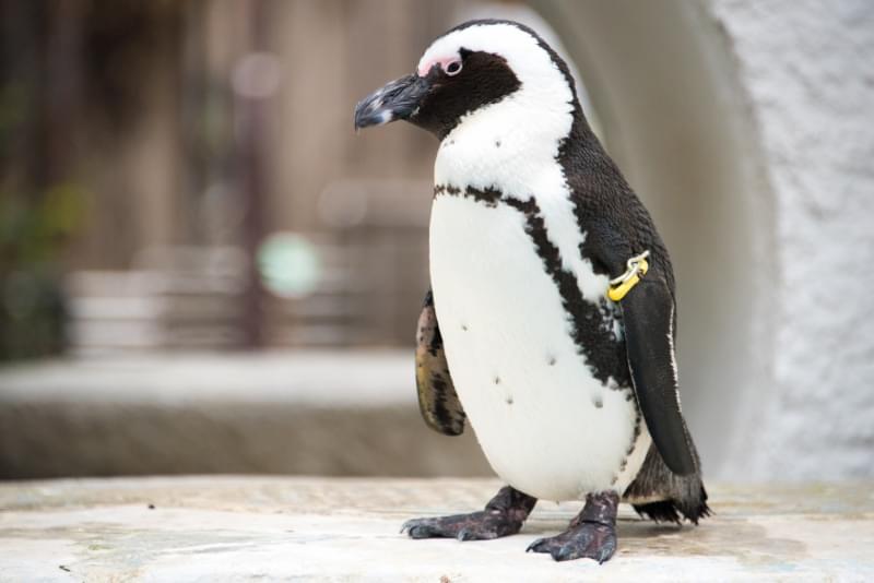 恩賜上野動物園の写真6