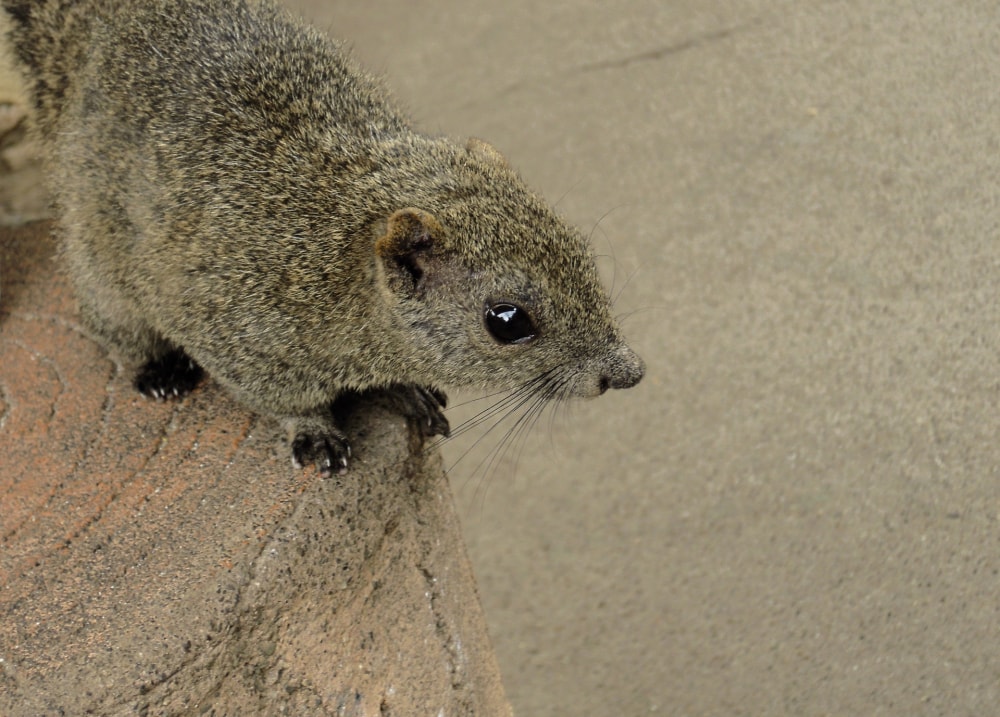 金華山 リス村の写真2
