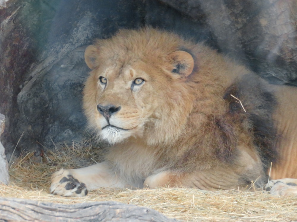 東山動植物園の写真2