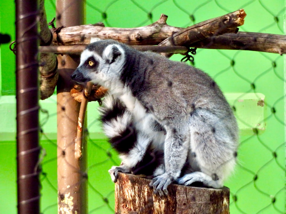 東山動植物園の写真6