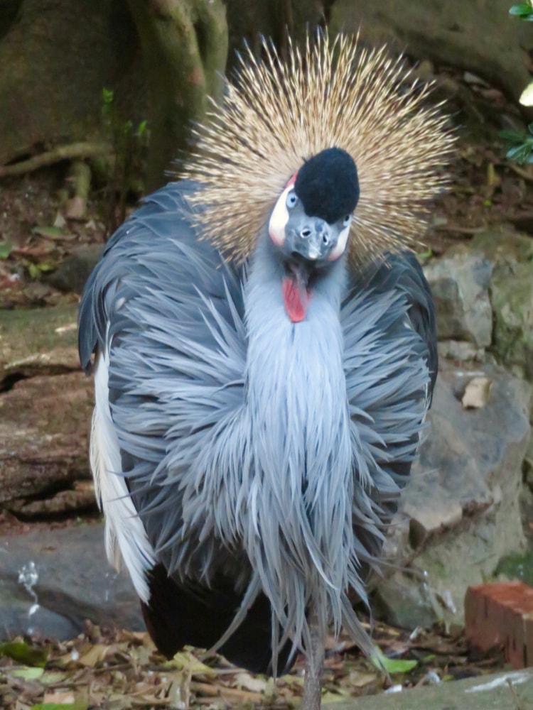 東山動植物園の写真11