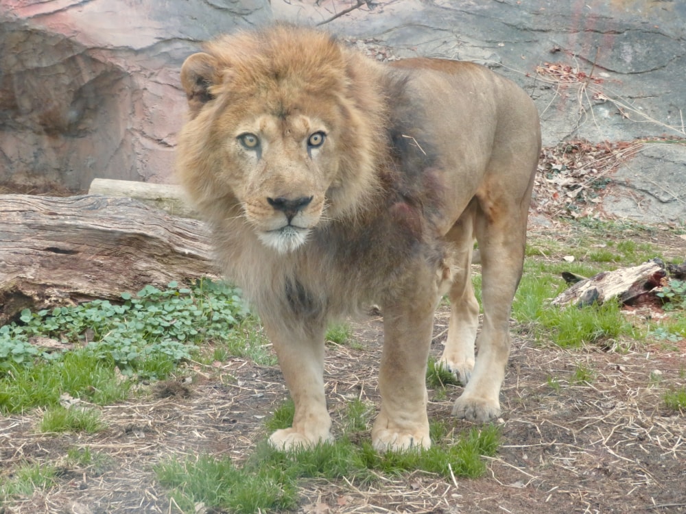 東山動植物園の写真12
