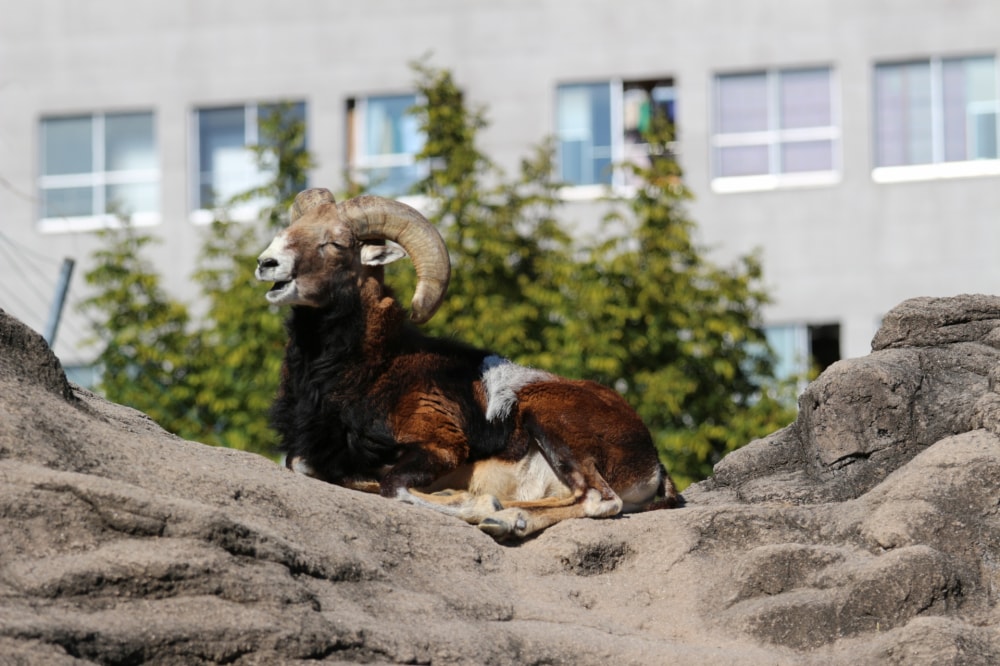 天王寺動物園の写真2