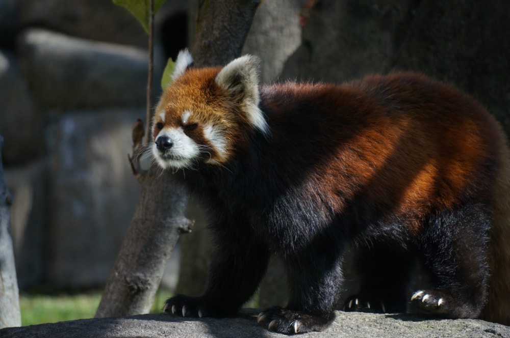 天王寺動物園の写真3