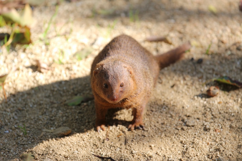 天王寺動物園の写真4