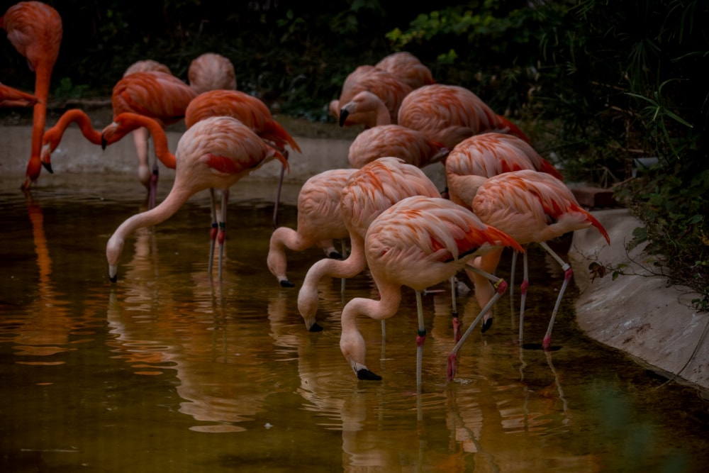 天王寺動物園の写真5