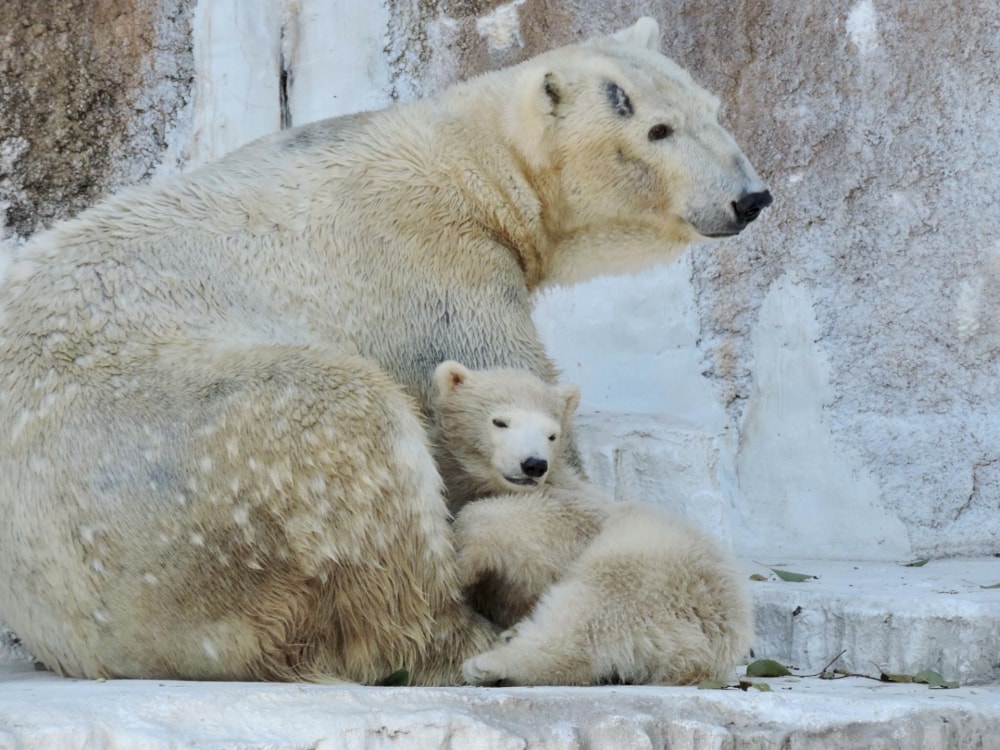 天王寺動物園の写真6