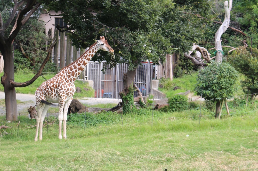 天王寺動物園の写真7