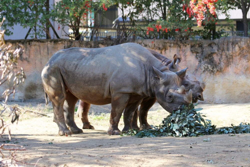 天王寺動物園の写真8
