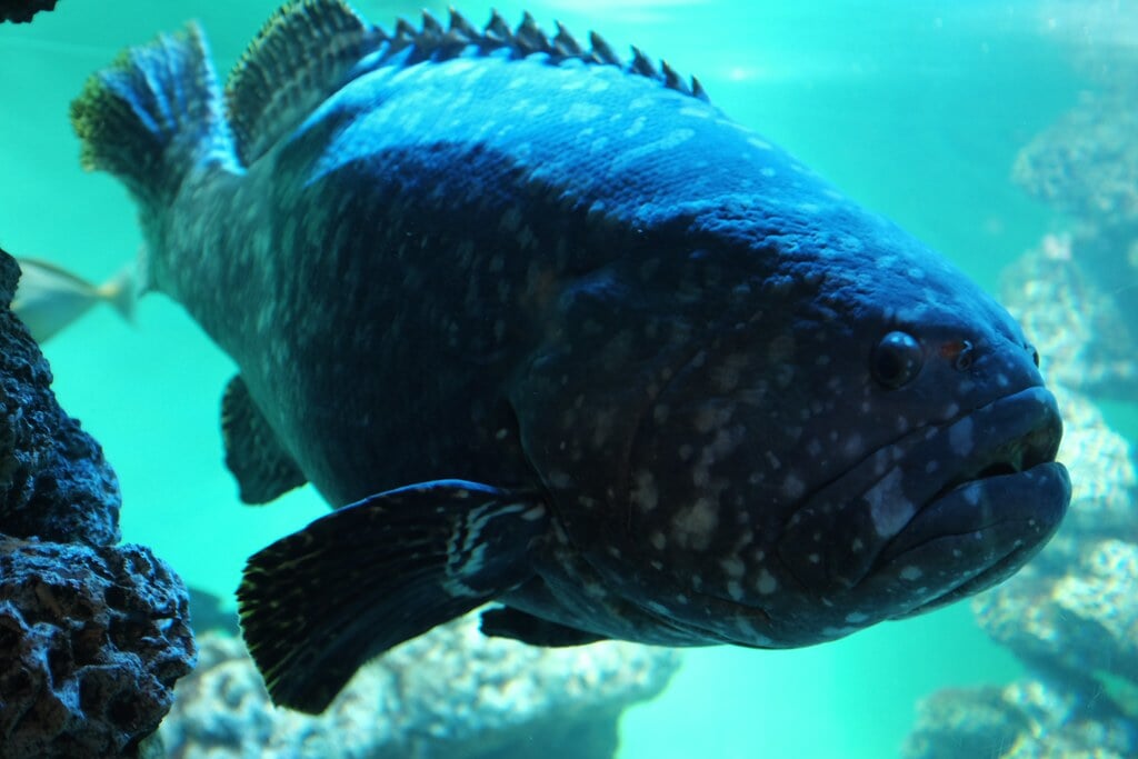 葛西臨海水族園の写真4