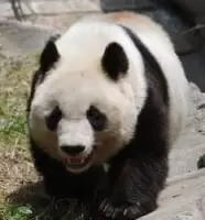 神戸市立王子動物園