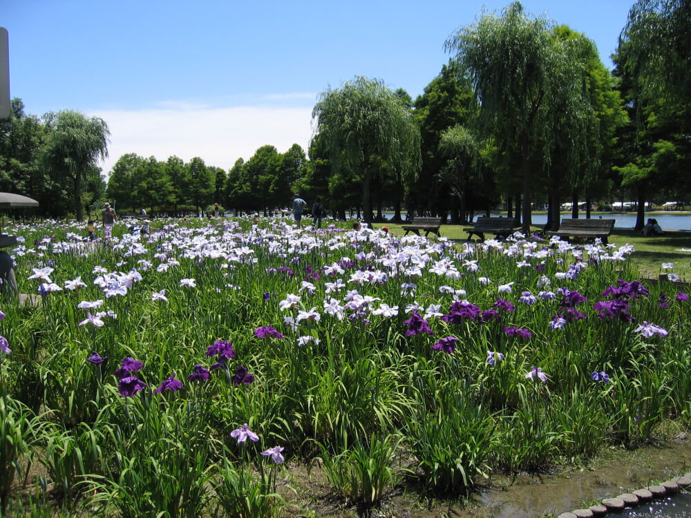 みさと公園の写真3