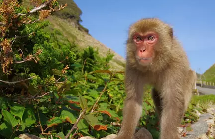 波勝崎モンキーベイ の写真1