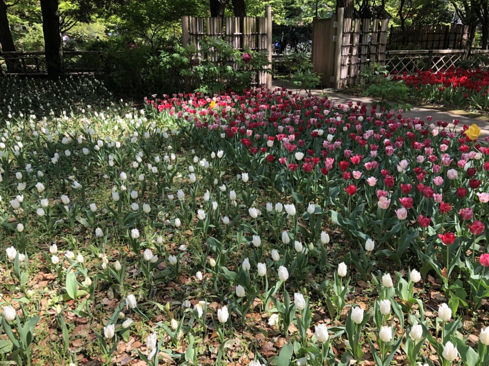 横浜公園の写真3