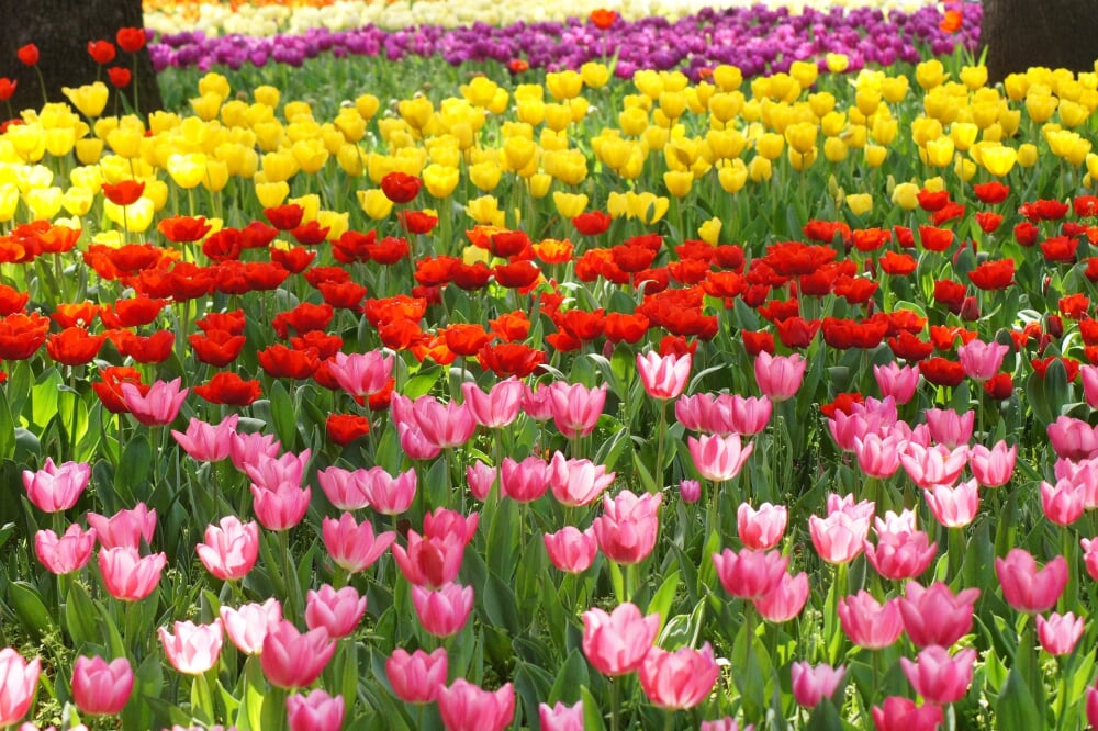 横浜公園の写真4