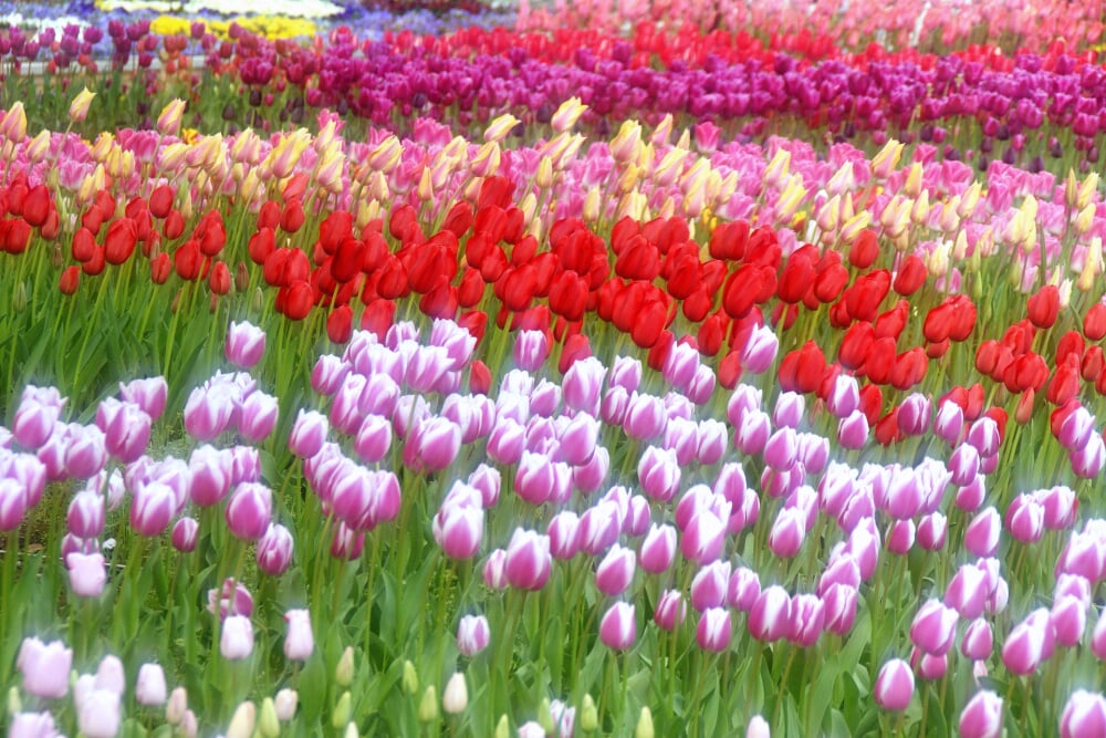 横浜公園の写真5