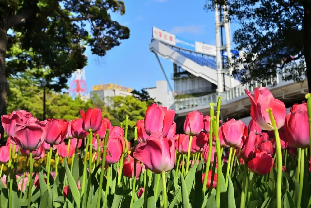 横浜公園の写真1