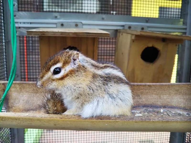 町田リス園の写真3