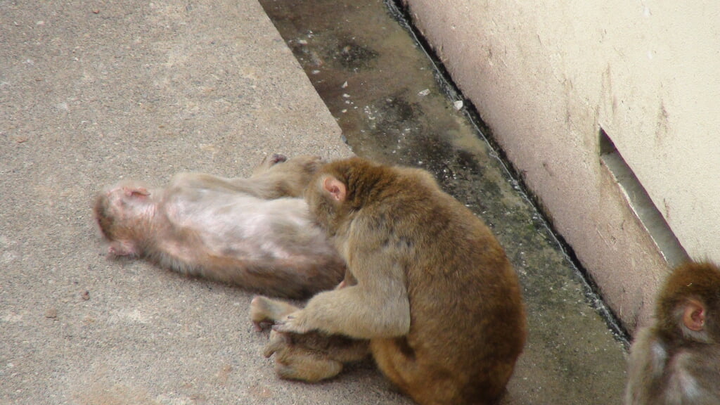 桐生が岡動物園の写真2