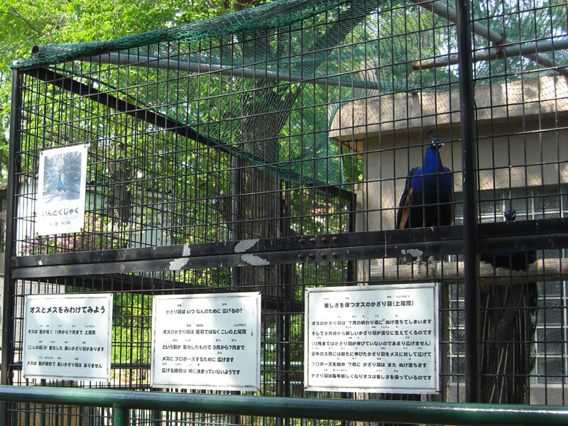 桐生が岡動物園の写真5