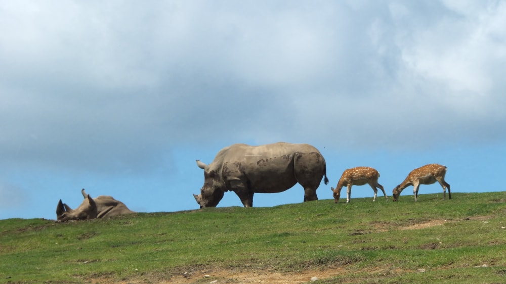 九州自然動物公園アフリカンサファリの写真2
