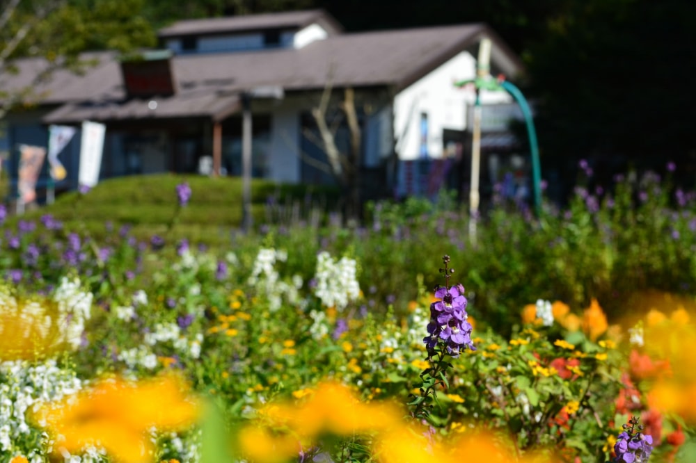くりはま花の国の写真2