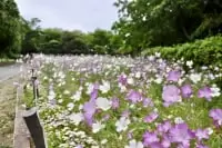 くりはま花の国